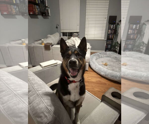 Medium Photo #6 Siberian Husky-Unknown Mix Puppy For Sale in Holly Springs, NC, USA