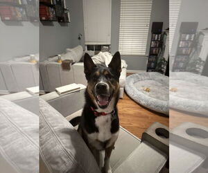 Kit - Male Siberian Husky-Unknown Mix Dog for Adoption - Photo #6