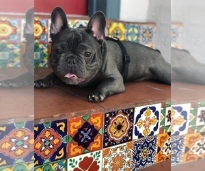 Father of the French Bulldog puppies born on 12/23/2024