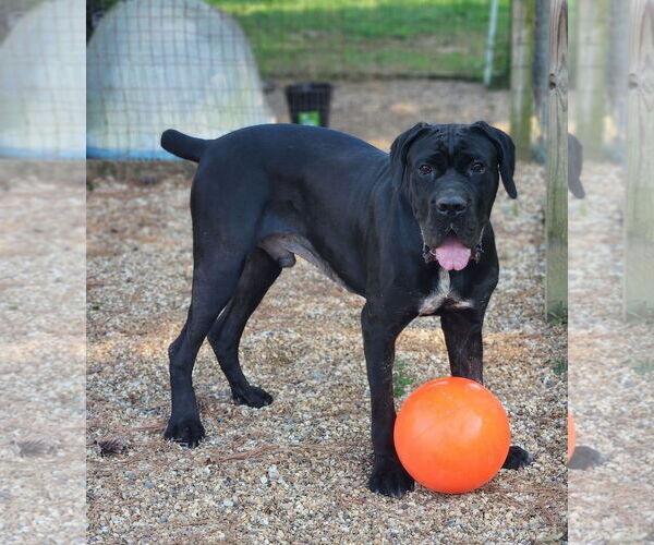 Medium Photo #3 Mastiff Puppy For Sale in Shreveport, LA, USA