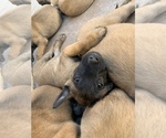 Small Photo #1 Belgian Malinois Puppy For Sale in PALMDALE, CA, USA