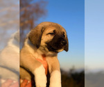 Small Photo #6 Anatolian Shepherd Puppy For Sale in TEHACHAPI, CA, USA