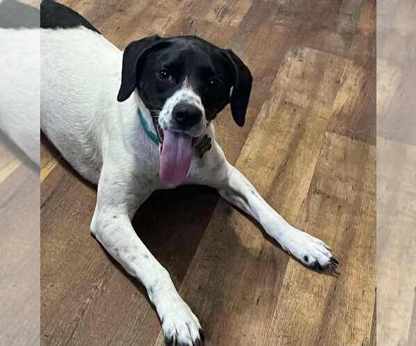 Medium Photo #9 Mutt Puppy For Sale in Candler, NC, USA