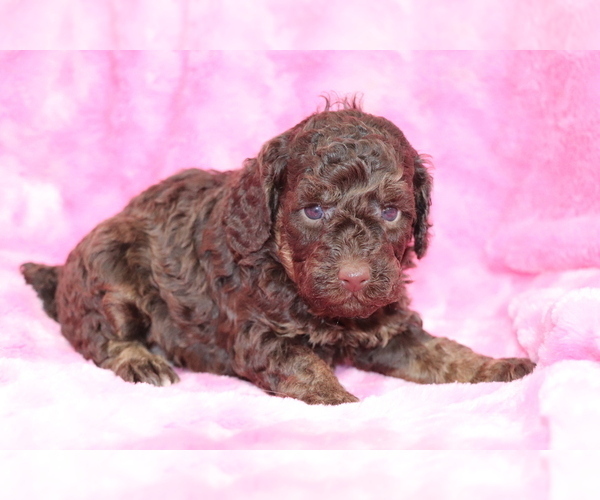 Medium Photo #4 Poodle (Miniature) Puppy For Sale in SHILOH, OH, USA