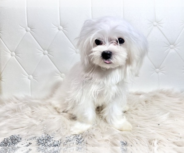 Medium Photo #17 Maltese Puppy For Sale in HAYWARD, CA, USA