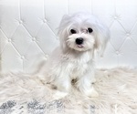 Small Photo #17 Maltese Puppy For Sale in HAYWARD, CA, USA