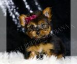 Puppy Claret Yorkshire Terrier