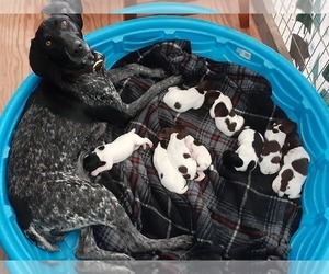 Mother of the German Shorthaired Pointer puppies born on 01/12/2022