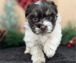 Small #3 Havanese