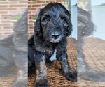 Small #4 Aussiedoodle