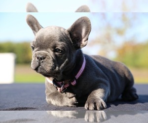 French Bulldog Puppy for sale in METUCHEN, NJ, USA