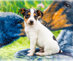 Small #6 Fox Terrier (Smooth)-Fox Terrier (Toy) Mix