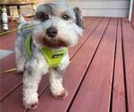 Small Photo #1 Schnauzer (Miniature) Puppy For Sale in DALLAS, GA, USA