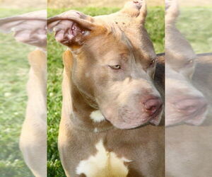American Pit Bull Terrier Dogs for adoption in Evansville, IN, USA