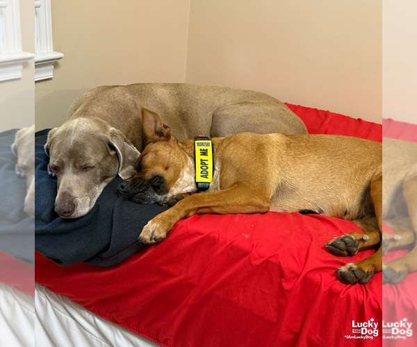 Medium Photo #16 Retriever -Unknown Mix Puppy For Sale in Washington, DC, USA