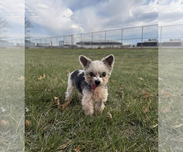 Medium Photo #17 Mutt Puppy For Sale in Gretna, NE, USA