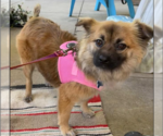 Small #3 Chihuahua Mix
