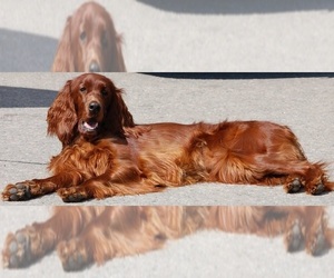 Mother of the Irish Setter puppies born on 11/01/2025