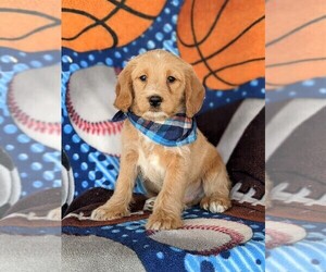 Cock-A-Poo-Mutt Mix Puppy for sale in KIRKWOOD, PA, USA