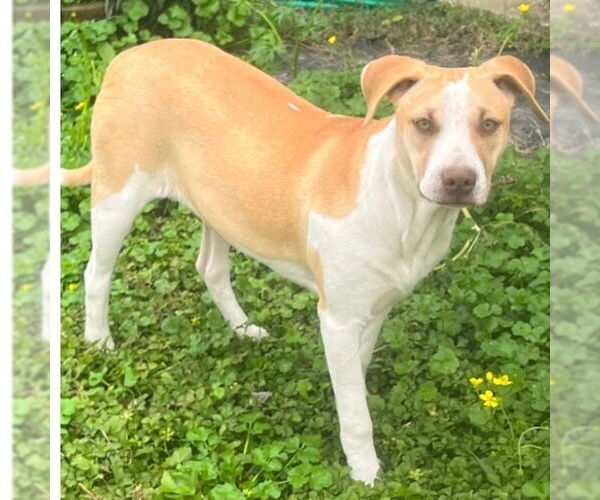 Medium Photo #2 Mutt Puppy For Sale in Canton, CT, USA