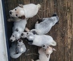Small Photo #2 Australian Cattle Dog Puppy For Sale in CASTALIA, NC, USA