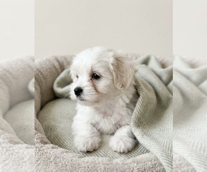 YorkiePoo Puppy for sale in DAWSONVILLE, GA, USA