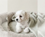 Image preview for Ad Listing. Nickname: Teddy