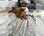 Small Photo #13 American Bully Puppy For Sale in LOGANVILLE, GA, USA