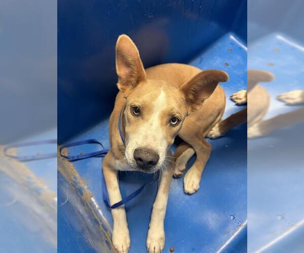 Medium Photo #1 Mutt Puppy For Sale in Bakersfield, CA, USA