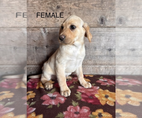 Medium Photo #1 Labrador Retriever Puppy For Sale in VERMONTVILLE, MI, USA