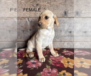 Labrador Retriever Puppy for sale in VERMONTVILLE, MI, USA