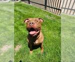 Small #1 Staffordshire Bull Terrier
