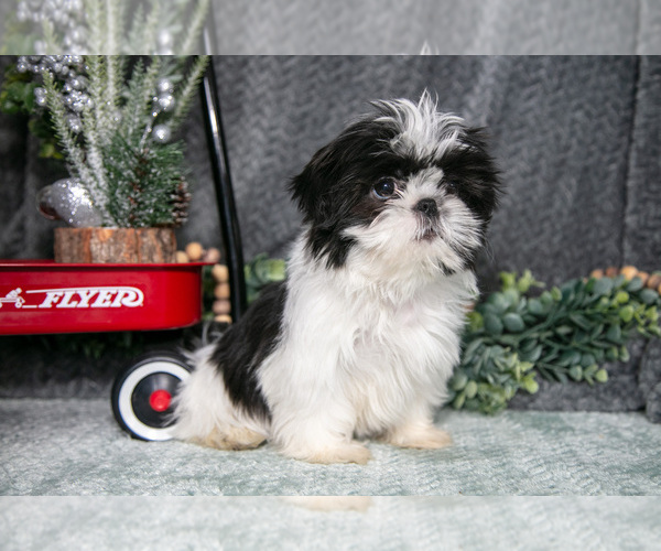 Medium Photo #2 Shih Tzu Puppy For Sale in CLARE, MI, USA