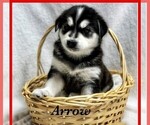 Small Photo #4 Goberian Puppy For Sale in BRINKHAVEN, OH, USA