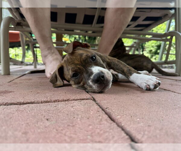 Medium Photo #3 American Pit Bull Terrier-American Staffordshire Terrier Mix Puppy For Sale in Wenonah, NJ, USA