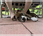 Small #2 American Pit Bull Terrier-American Staffordshire Terrier Mix