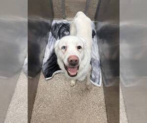 Pyrenees Husky Dogs for adoption in Martinsburg, WV, USA