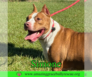 Simone - Female American Staffordshire Terrier-Unknown Mix Dog for Adoption - Photo #3
