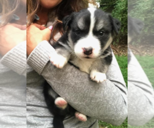 Border Collie Dogs for adoption in Holly Springs, NC, USA