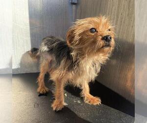 Mutt Dogs for adoption in San Antonio, TX, USA