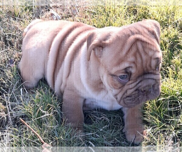 Medium Photo #7 Victorian Bulldogge Puppy For Sale in GREEN FOREST, AR, USA