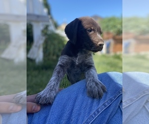 German Wirehaired Pointer Puppy for sale in NAMPA, ID, USA