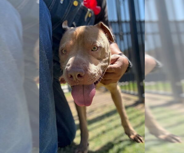 Medium Photo #2 American Pit Bull Terrier-Unknown Mix Puppy For Sale in Riverside, CA, USA
