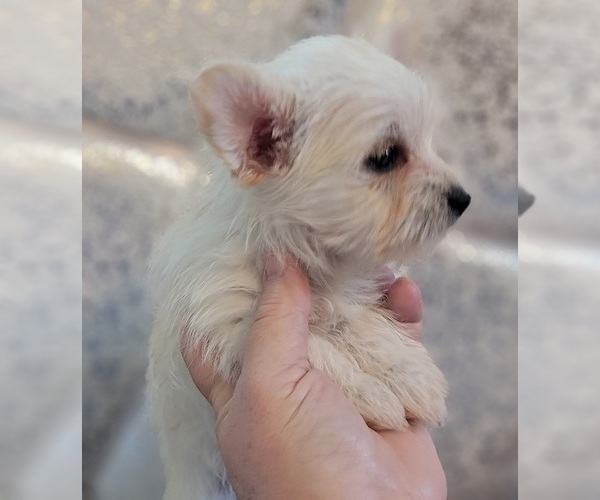 Full screen Photo #4 Pomeranian-Yoranian Mix Puppy For Sale in HUDDLESTON, VA, USA