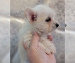 Small Photo #4 Pomeranian-Yoranian Mix Puppy For Sale in HUDDLESTON, VA, USA