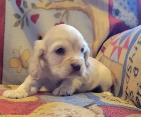 Medium Photo #3 Cocker Spaniel Puppy For Sale in WITHEE, WI, USA