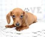 Small Photo #7 Dachshund Puppy For Sale in MARIETTA, GA, USA