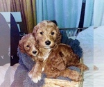 Small Photo #1 Goldendoodle (Miniature) Puppy For Sale in MIAMI, FL, USA