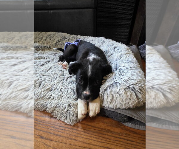 Medium Photo #3 Mutt Puppy For Sale in Raleigh, NC, USA