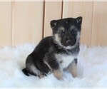 Small #1 German Shepherd Dog-Siberian Husky Mix